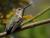 _8180325croofm.jpg